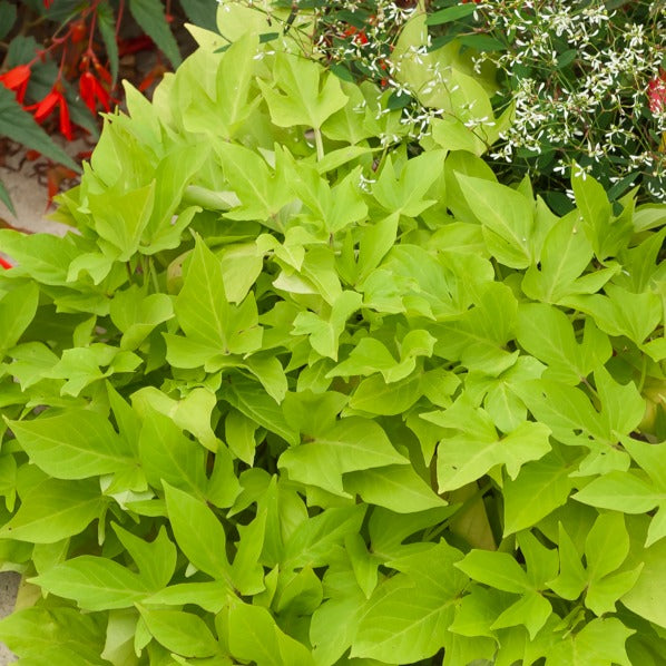 Groene zoete aardappel (x3) - Ipomoea batatas 'sweet caroline green' - Tuinplanten