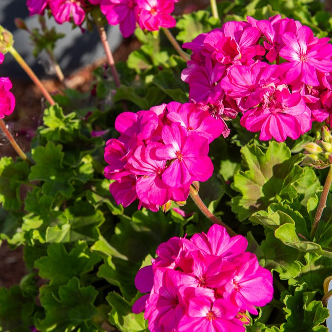Geranium 'Dark Lilac' (x3) - Pelargonium zonale 'dark lilac' - Bakker