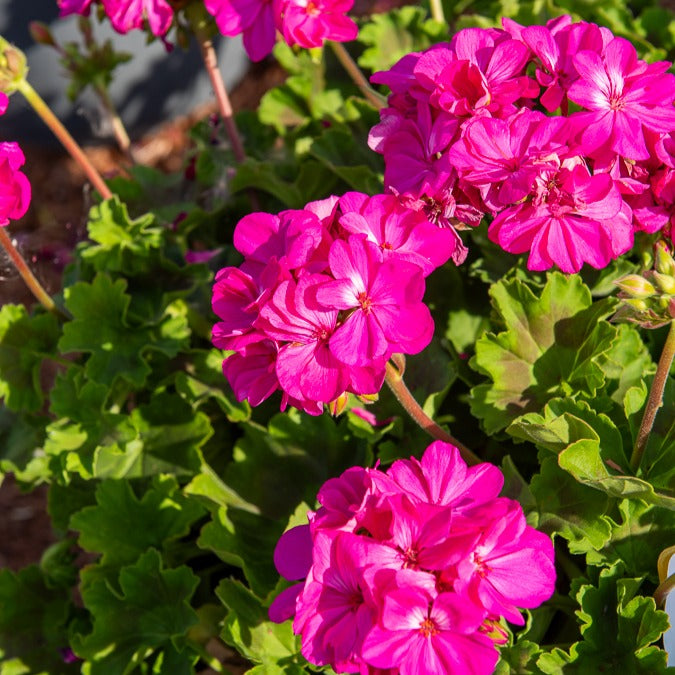 Geranium - Pelargonium - Geranium Mix - rood + wit + Dark Lilac (x6) - Pelargonium zonale