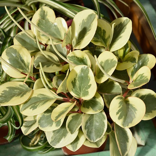 Pepromia Obtipan Bicolor - Peperomia obtusifolia Obtipan Bicolor - Kamerplanten