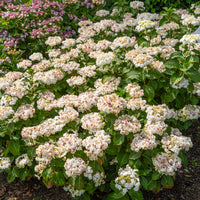 Hortensia Doppio Bianco - Bakker