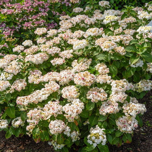 Hortensia Doppio Bianco - Bakker
