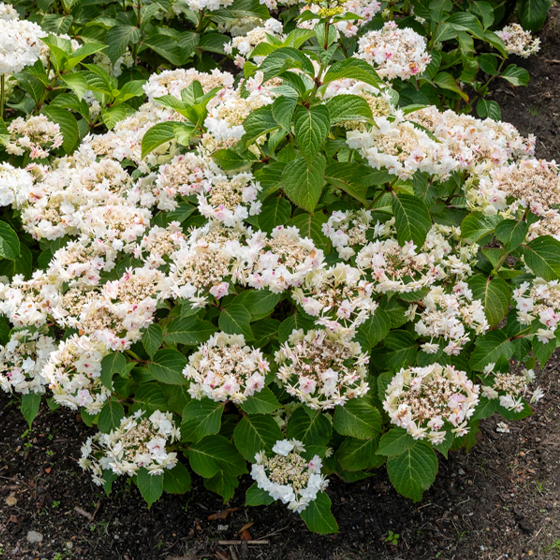 Hydrangea Doppio Bianco - Hortensia Doppio Bianco - Hortensia