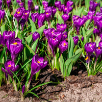Verkoop Grootbloemige krokus 'Flower Record' (x15) - Crocus vernus flower record
