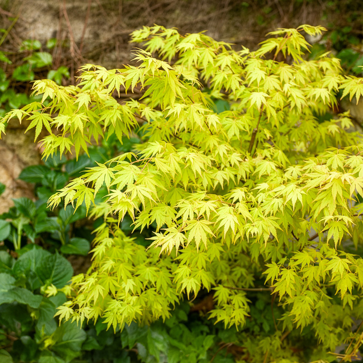 Verkoop Japanse esdoorn - Japanse esdoorn 'Orange Dream'