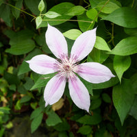 Clematis 'nelly moser' - Bosrank 'Nelly Moser' - Clematis