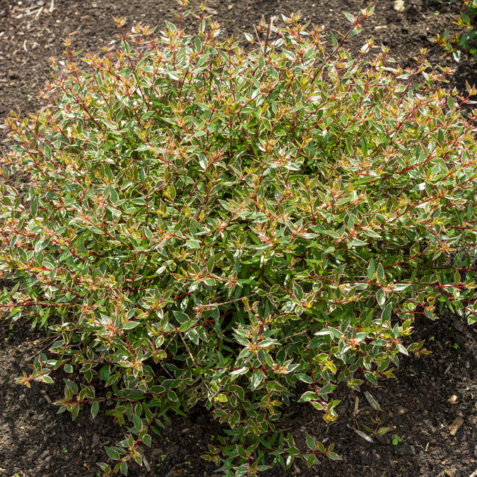 Abelia grandiflora Confetti - Bakker