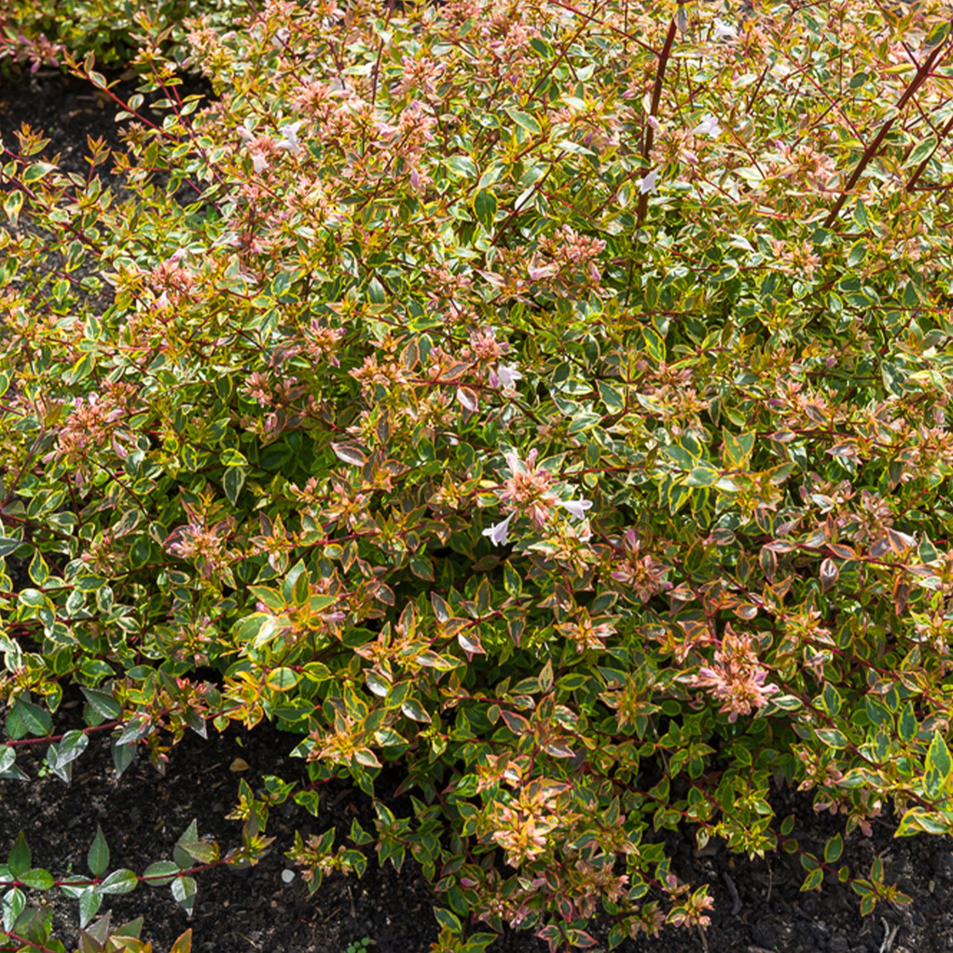 Abelia Sunshine Daydream® - Bakker