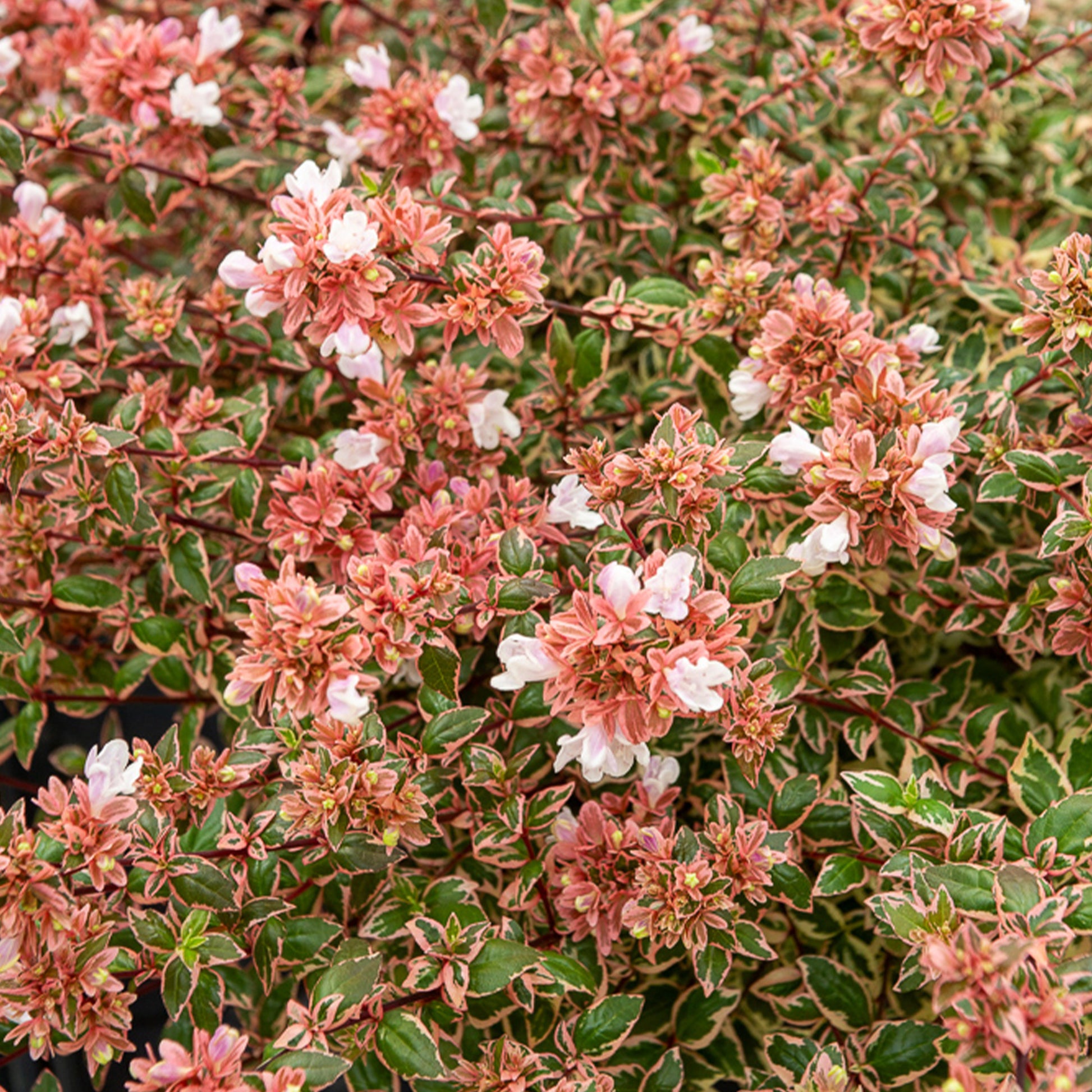 Abelia grandiflora Magic Daydream® - Bakker