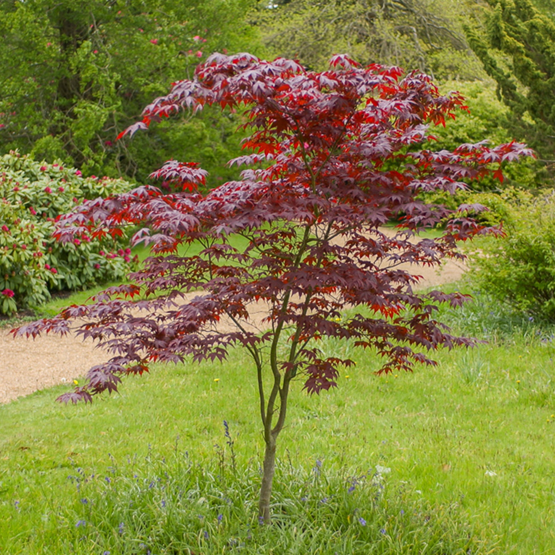 Japanse esdoorn Bloodgood - Bakker