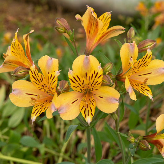 Incalelie - Alstroemeria Hertog van Anjou Nicolas - Bakker