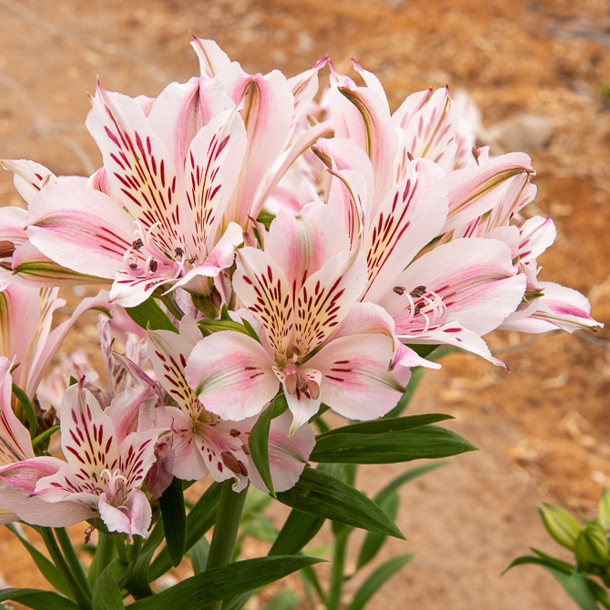 Incalelie - Alstroemeria Hertog van Anjou Béatrice - Alstroemeria Duchesse d'Anjou Béatrice - Bakker