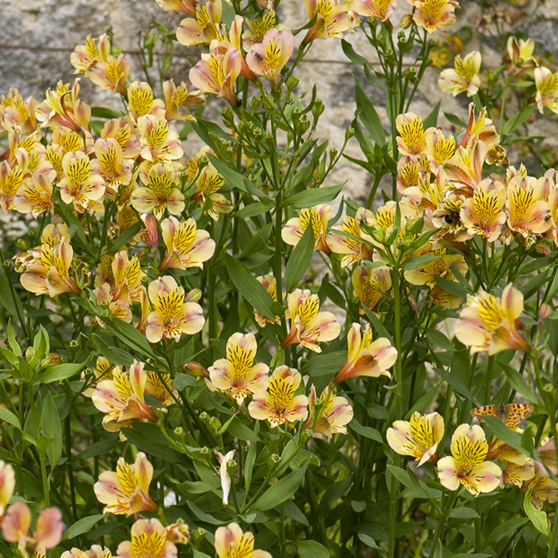 Incalelie - Alstroemeria Majestic Layon - Bakker