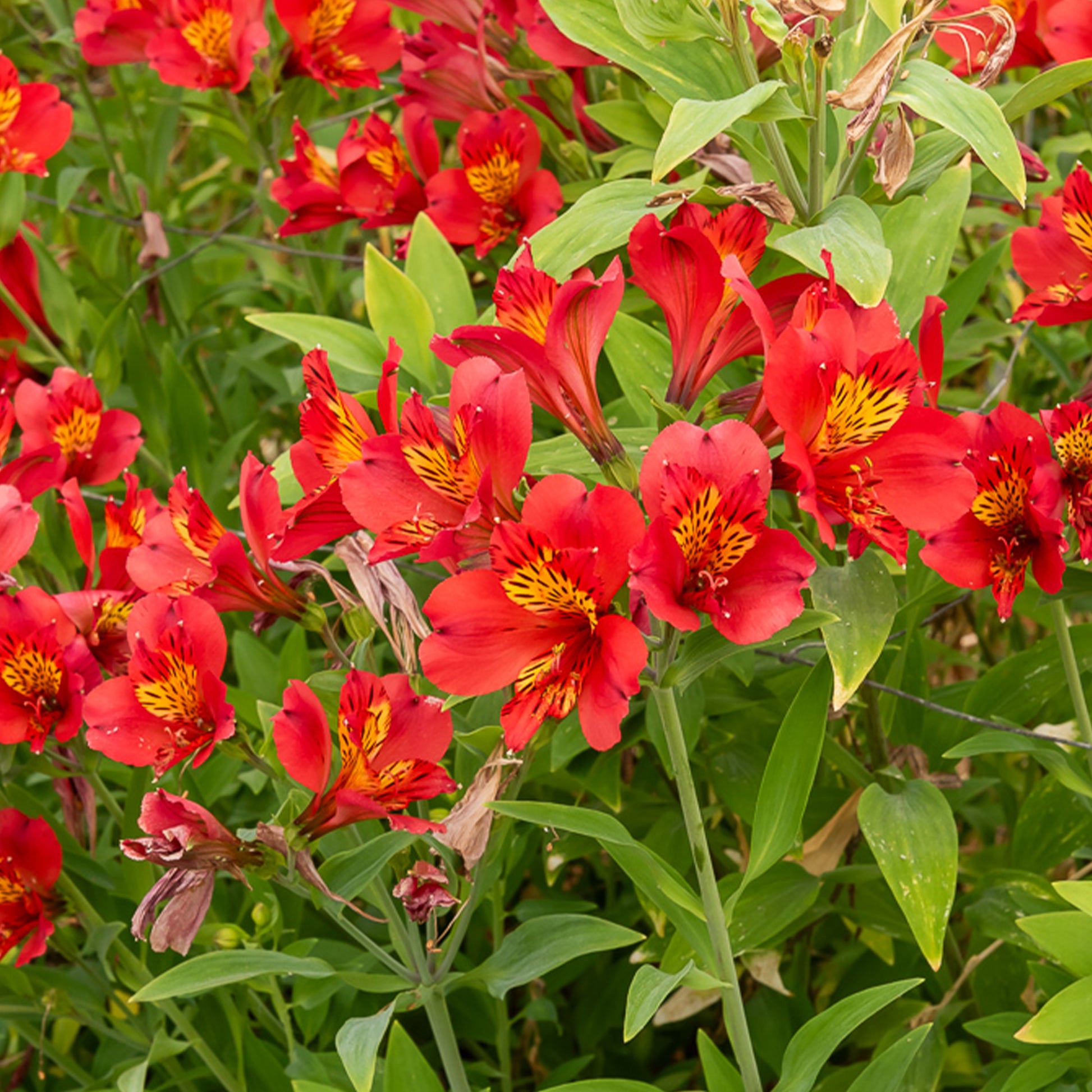 Incalelie - Alstroemeria Majestic Liré - Bakker