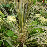 Australische cordyline Torbay Dazzler® - Cordyline australis Torbay Dazzler - Bakker