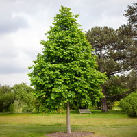 Byzantijnse hazelaar - Corylus colurna - Bakker