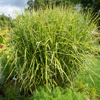Prachtriet Zebrinus Prachtriet - Miscanthus sinensis Zebrinus - Bakker