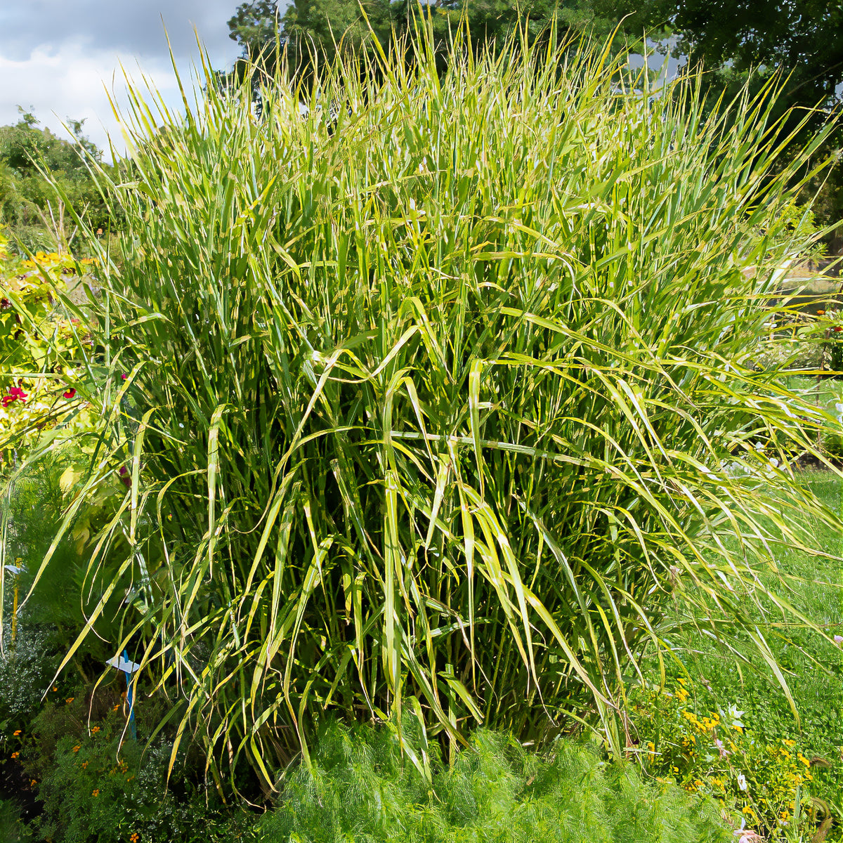 Prachtriet Zebrinus Prachtriet - Miscanthus sinensis Zebrinus - Bakker