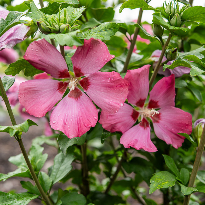 Hibiscus Woodbridge - Bakker