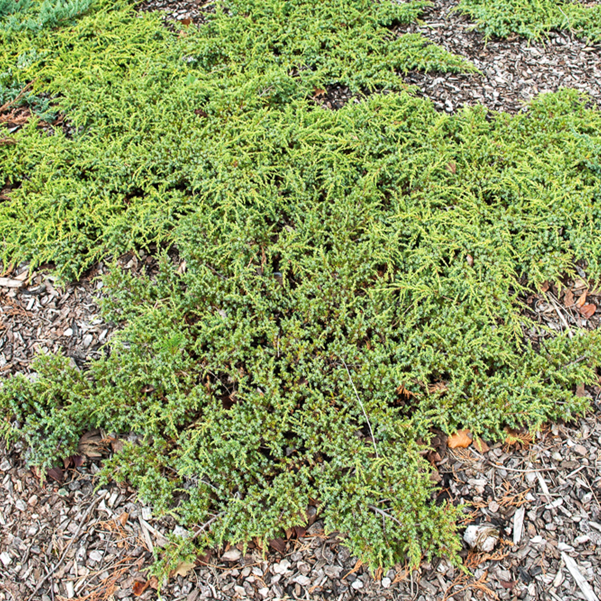 Gewone jeneverbes Green Carpet - Juniperus communis Green Carpet - Bakker