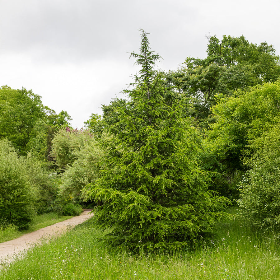 Gewone lariks - Larix decidua - Bakker