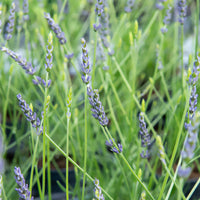 Lavendel x intermedia Phenomenal® - Bakker