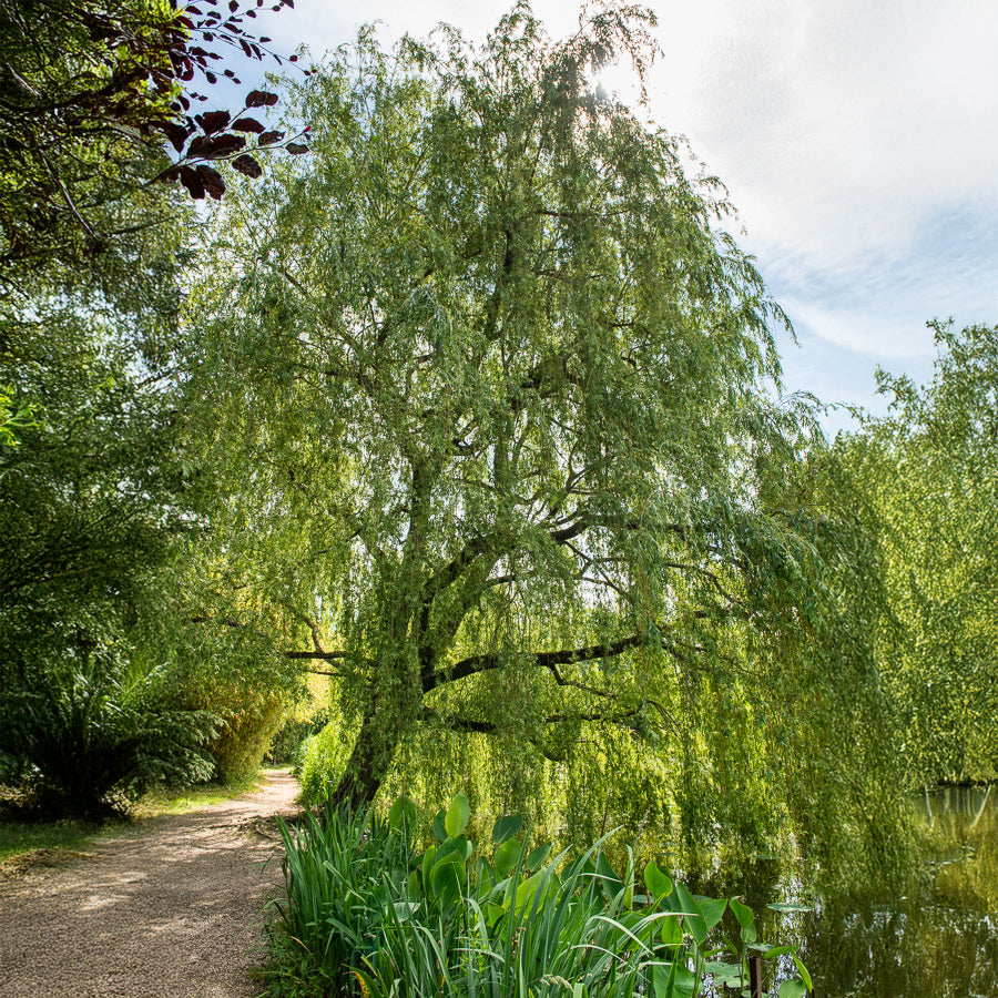 Wilg - Salix - Treurwilg - Salix babylonica