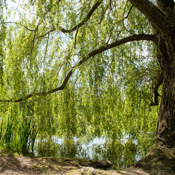 Treurwilg - Salix babylonica - Bakker