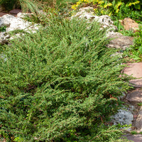 Kruipjeneverbes Wiltonii - Juniperus horizontalis Wiltonii - Bakker