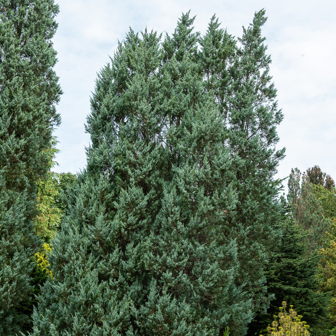 Bergjeneverbes Moonglow - Bakker