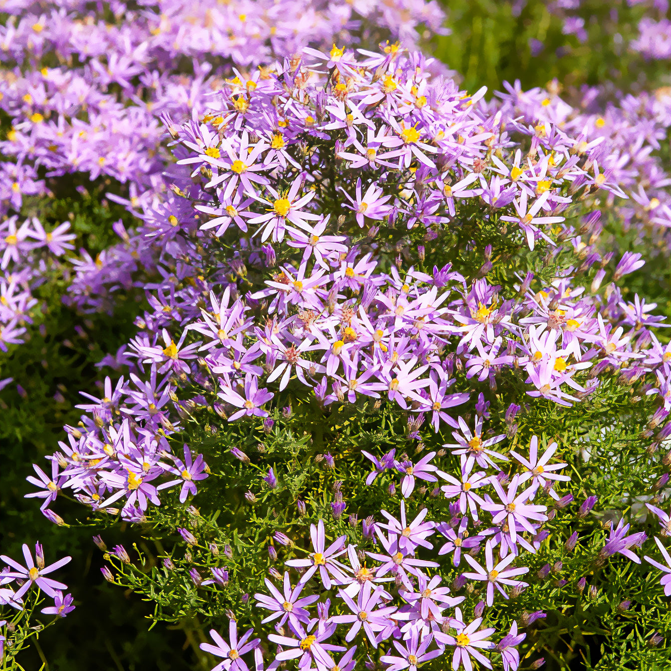 Aster sedifolius 'Nanus' - Bakker