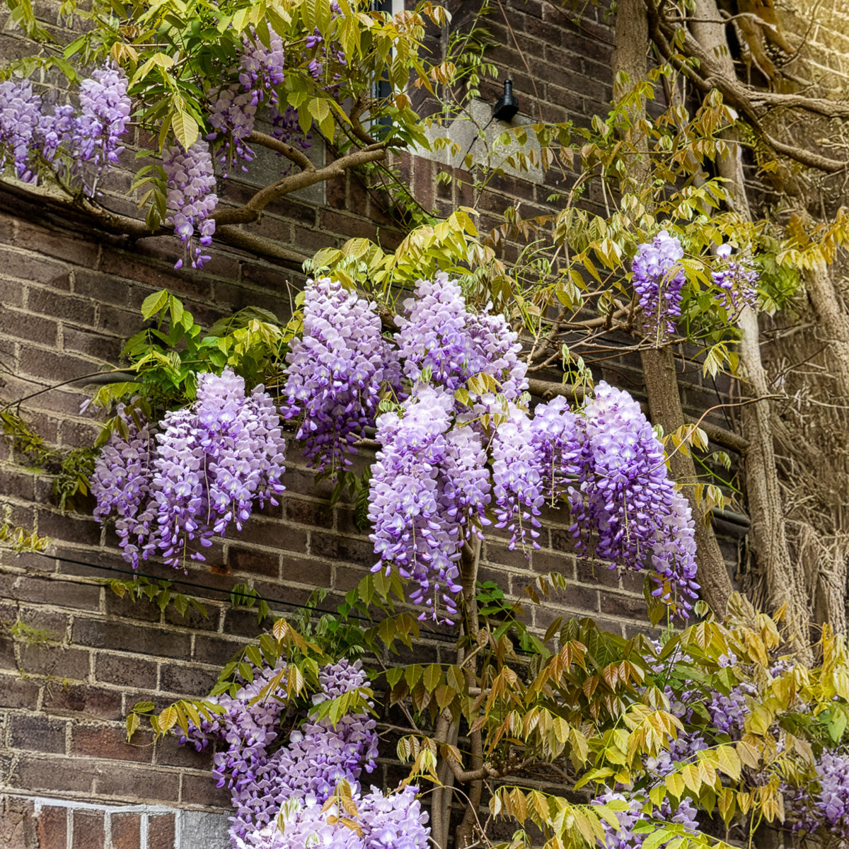 Wisteria sinensis Prolific - Blauwe regen 'Prolific' - Wisteria