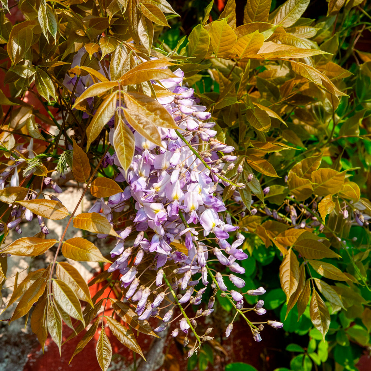 Blauwe regen Wisteria 'Caroline'