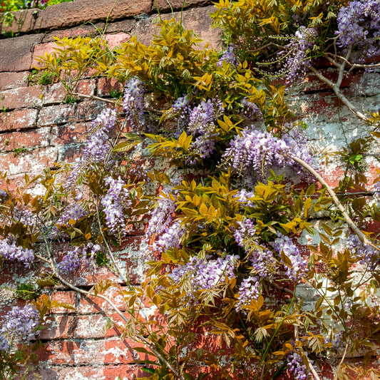 Blauwe regen Wisteria 'Caroline'