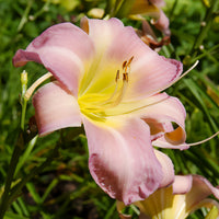Hemerocallis Catherine woodbury -  - Hemerocallis - Daglelie
