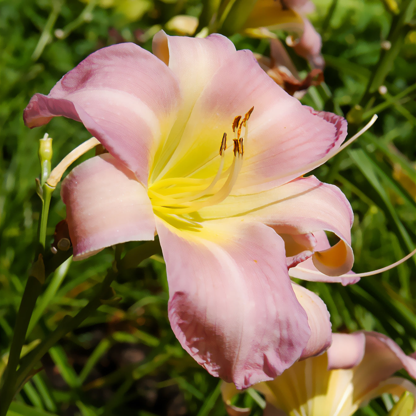 Hemerocallis Catherine woodbury -  - Hemerocallis - Daglelie