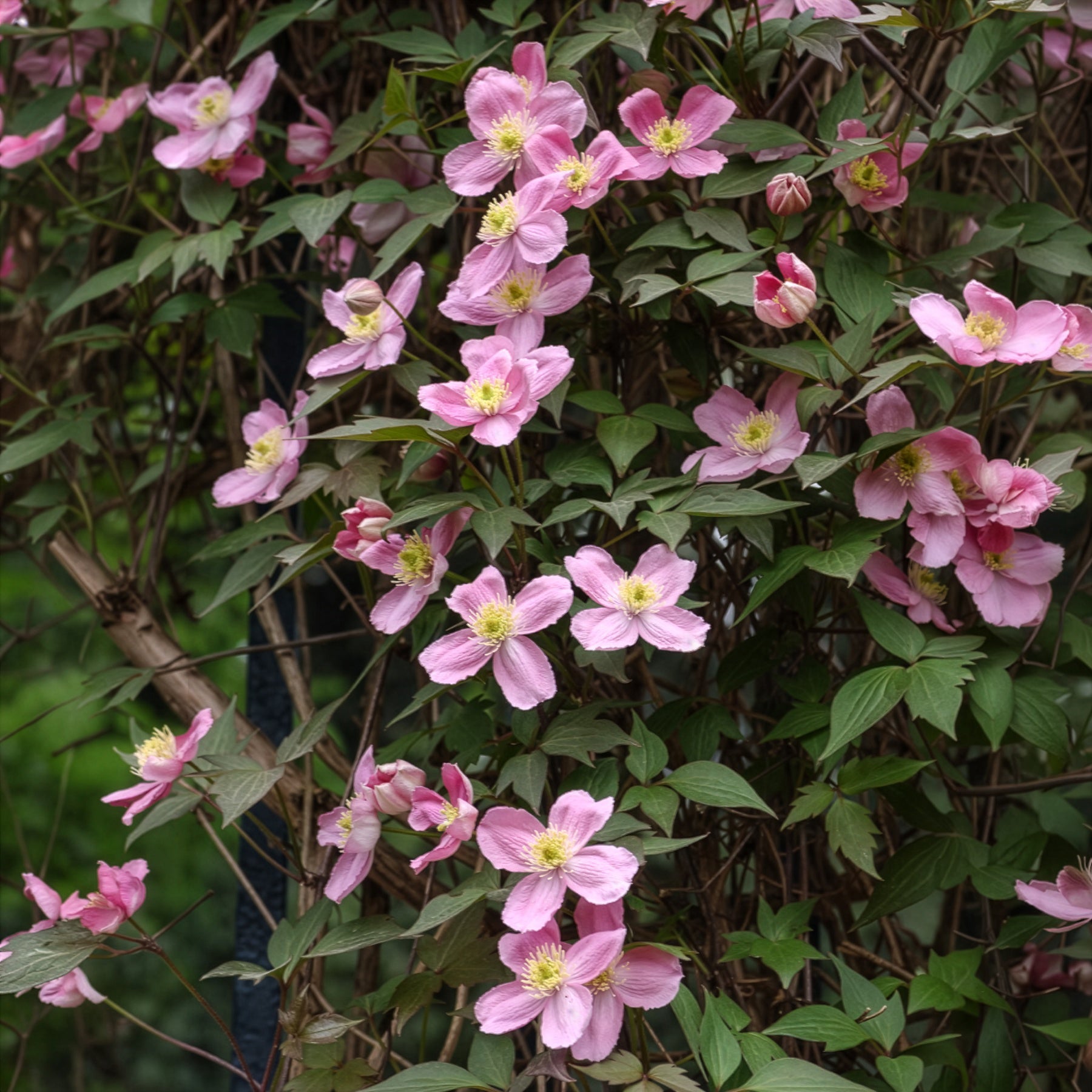 Clematis - Bosrank 'Rubens' - Clematis montana Rubens