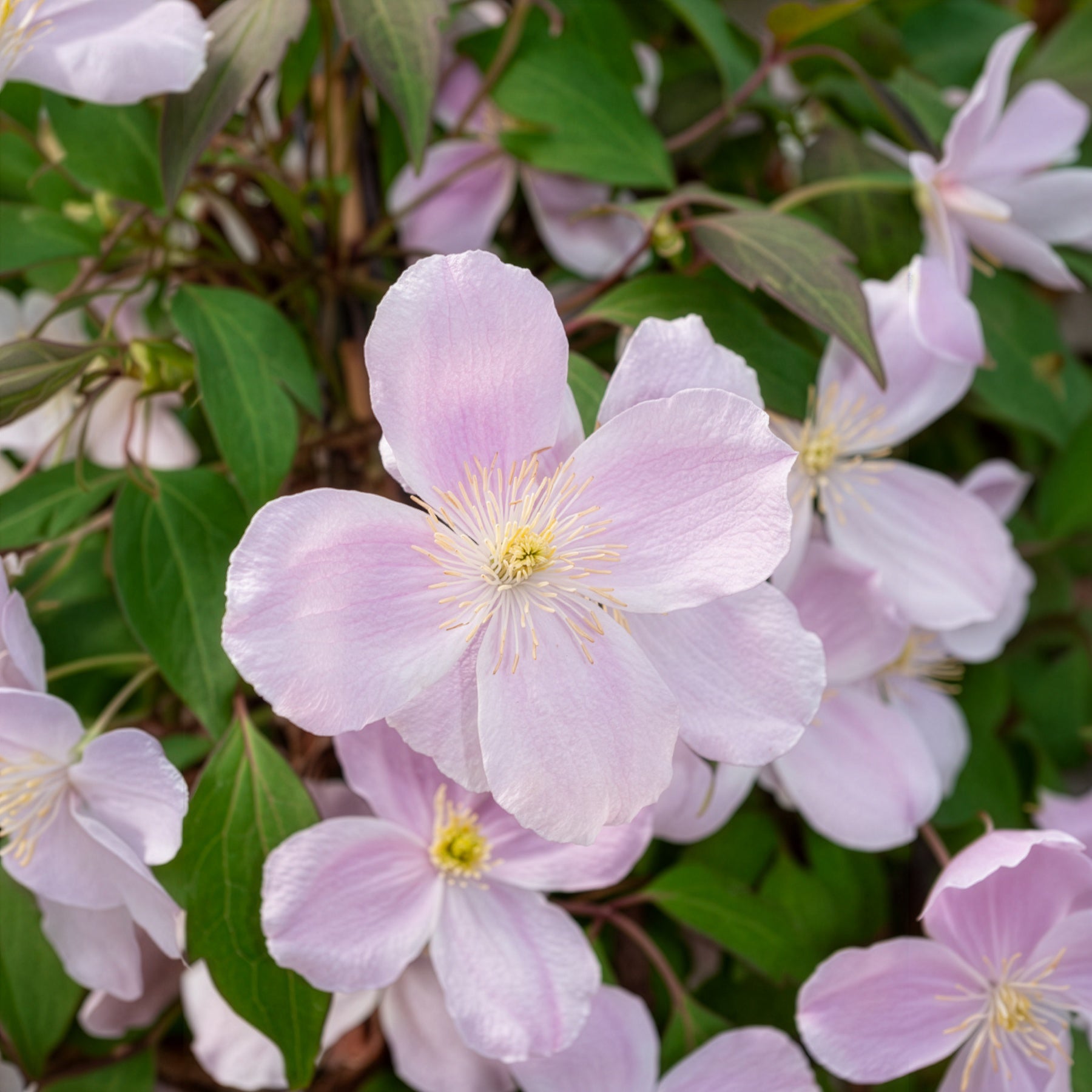Clematis montana Rubens - Bosrank 'Rubens' - Clematis