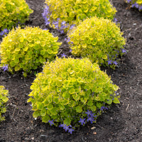 Gouden Dickson's Klokje - Campanula garganica dicksons gold - Bakker