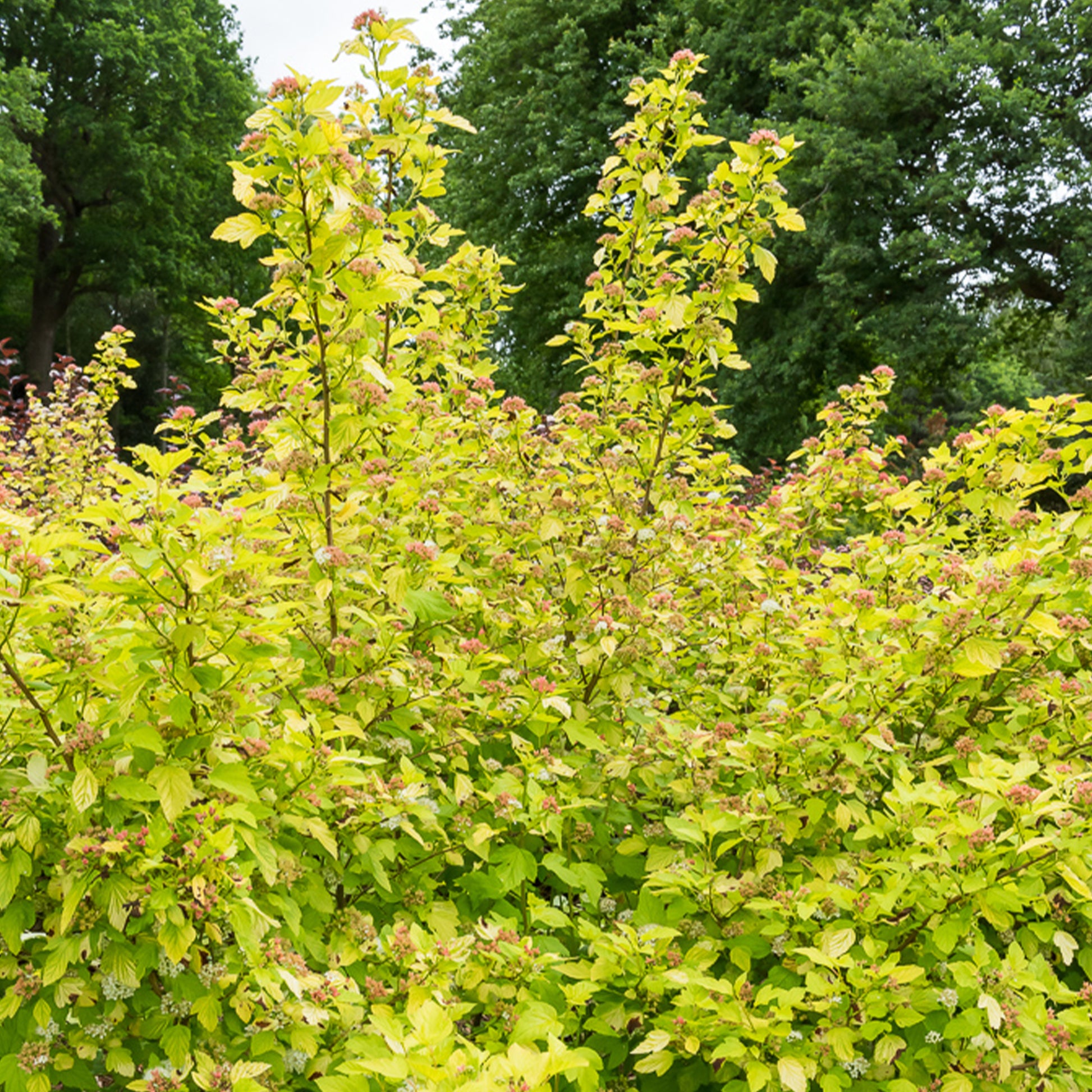 Physocarpus opulifolius Dart's Gold - Blaasspirea 'Darts Gold' - Blaasspirea - Physocarpus