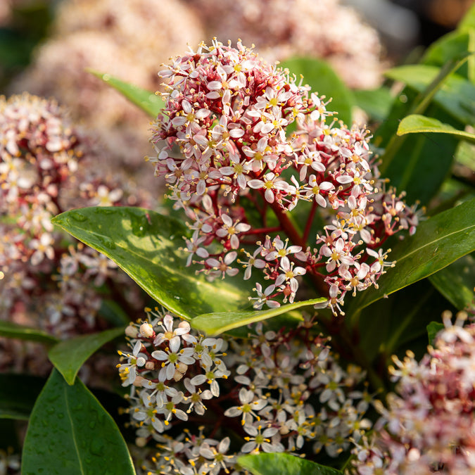 Skimmia - Japanse skimmia Rubella - Skimmia japonica Rubella