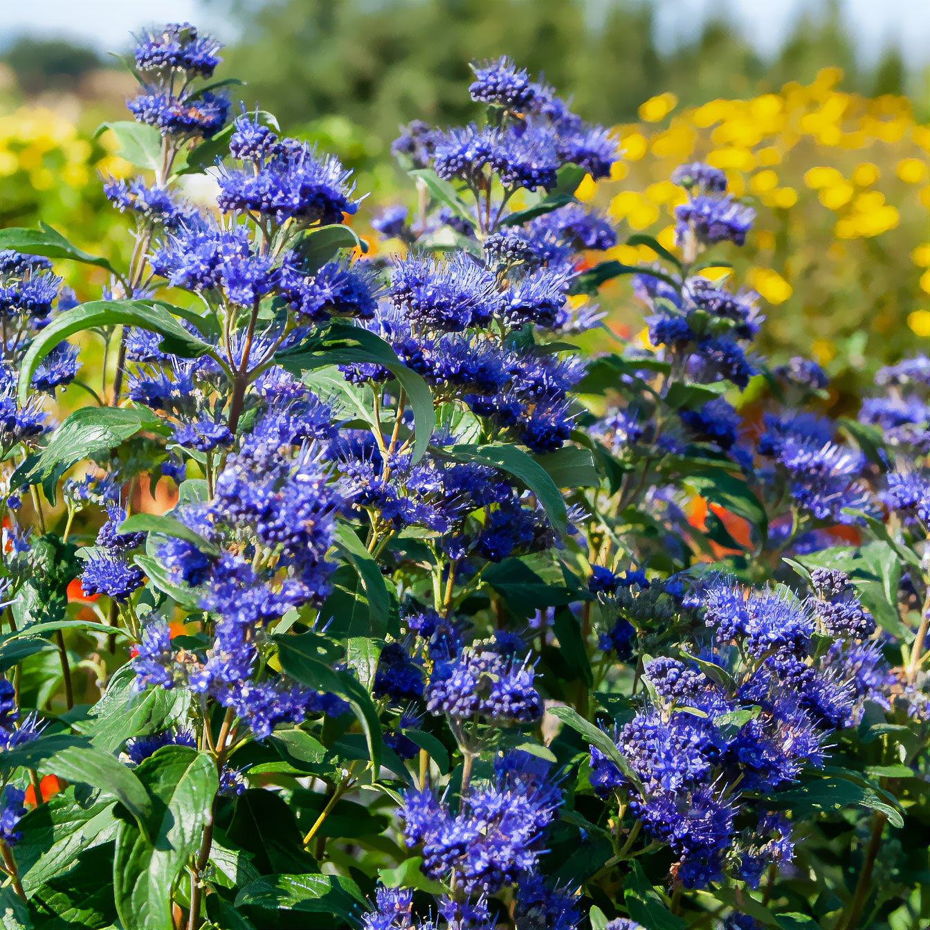 Blauwe spirea Grand Bleu® Inoveris - Bakker