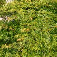 Verkoop Japanse esdoorn 'Emerald Lace'