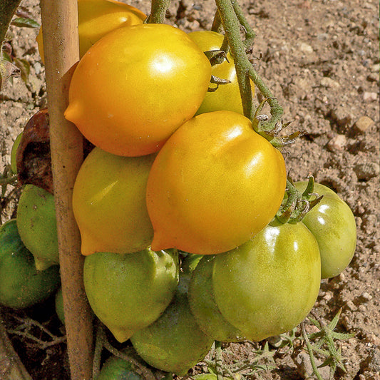 Tomaat 'Lemon Tree' - Bakker