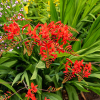 Crocosmia 'Lucifer' (x15) - Crocosmia - Montbretia - Bakker