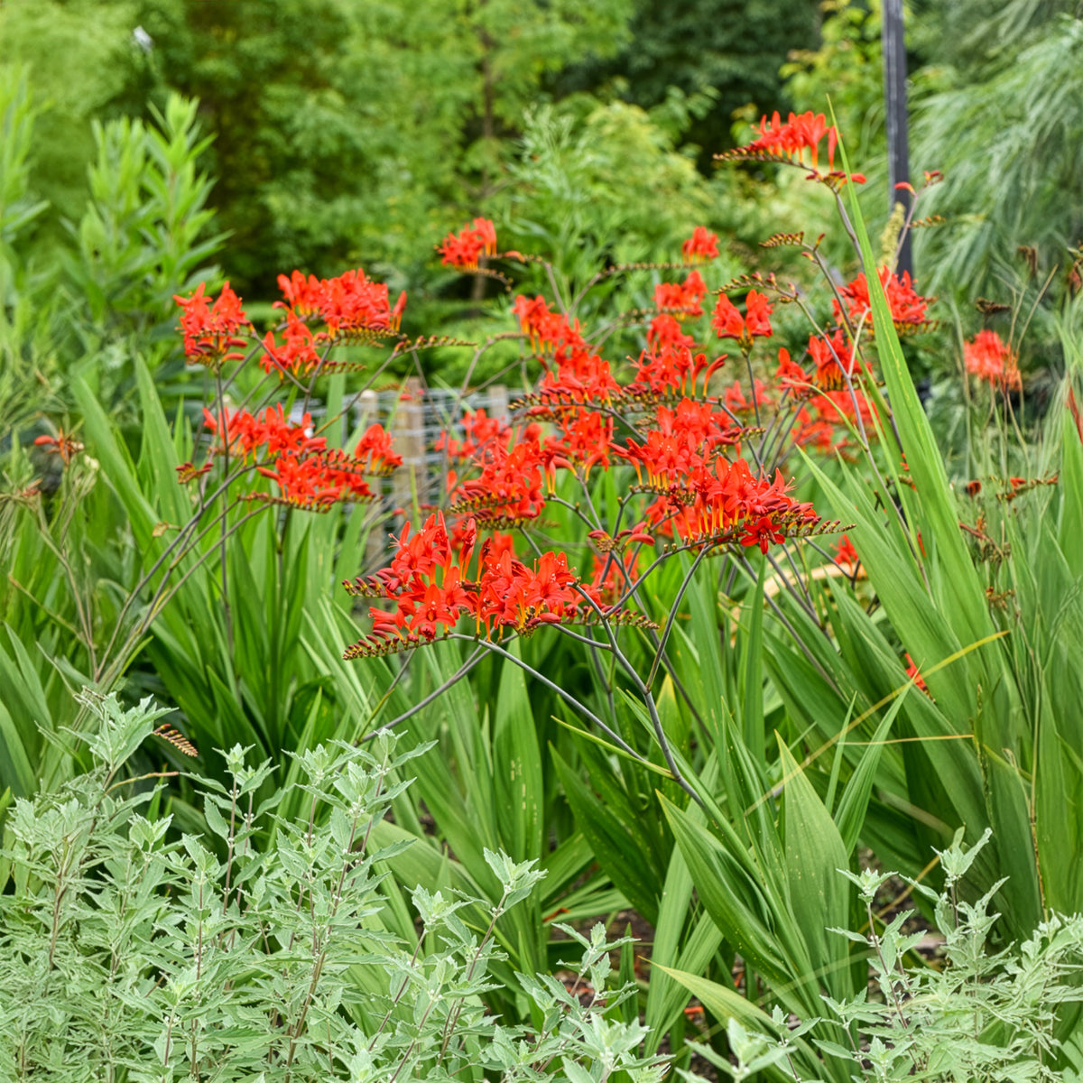 Verkoop Crocosmia 'Lucifer' (x15) - Crocosmia - Montbretia