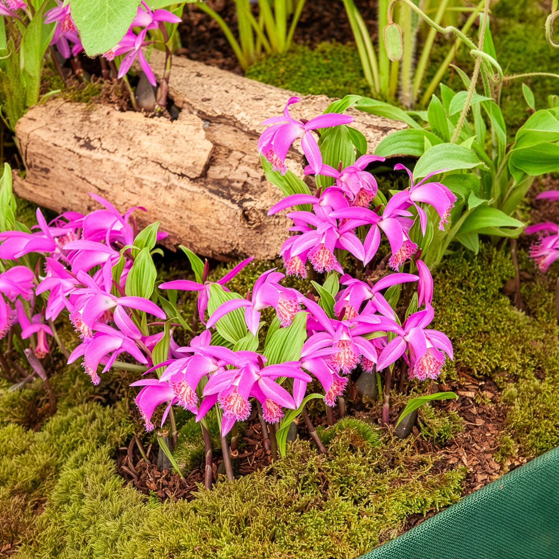 Tuinorchidee 'Tongariro' - Bakker