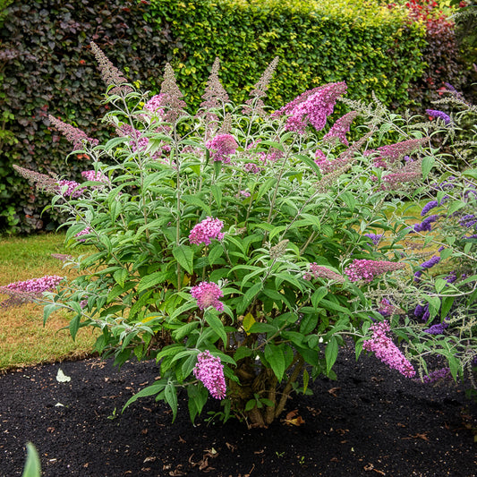 Vlinderstruik 'Pink Delight' - Bakker