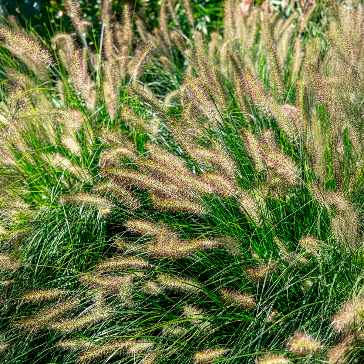 Lampenpoetsersgras 'Hameln' - Pennisetum - Bakker