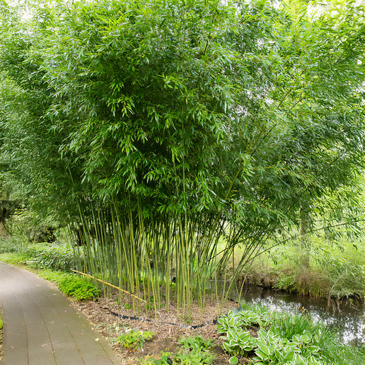 Bamboe Phyllostachys - Bakker